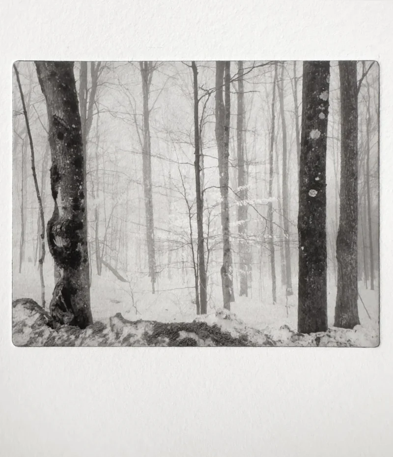 Photogravure print from Sample Plate #1, a winter forest