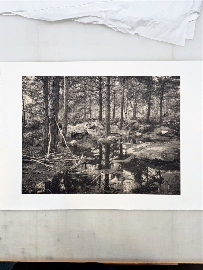 Forest photogravure with chine collé by Michael J. Sherwin