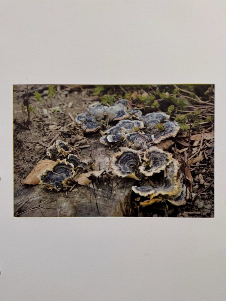 Four-plate CMYK photogravure of shelf fungi on a stump, printed by @laboratorium.ch at a Prints on Paper Studio workshop