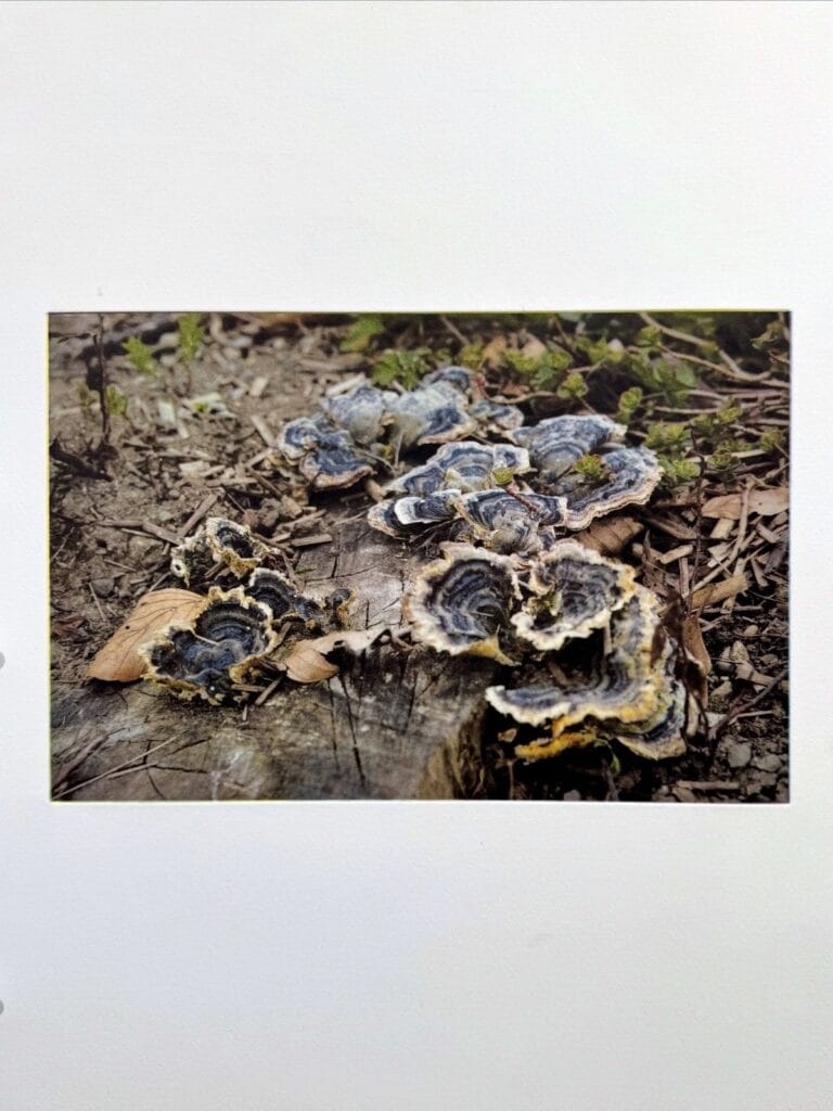 Four-plate CMYK photogravure of shelf fungi on a stump, printed by @laboratorium.ch at a Prints on Paper Studio workshop